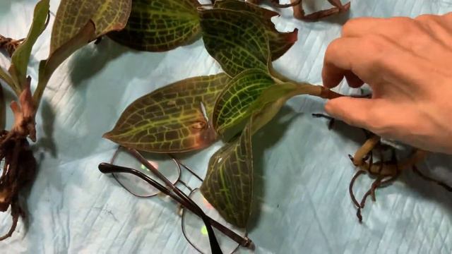 Jewelorchid BIGSIZE Macodes Sanderiana