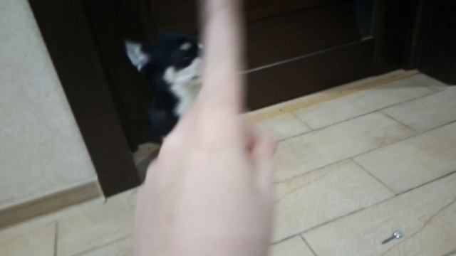 Вредная собака разбила трактор из лего!!! 😲Довела хозяина! 😂😐 смотреть онлайн