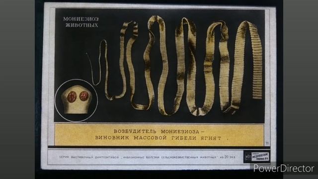 Паразитология и инвазионные болезни сельскохозяйственных животных. смотреть онлайн