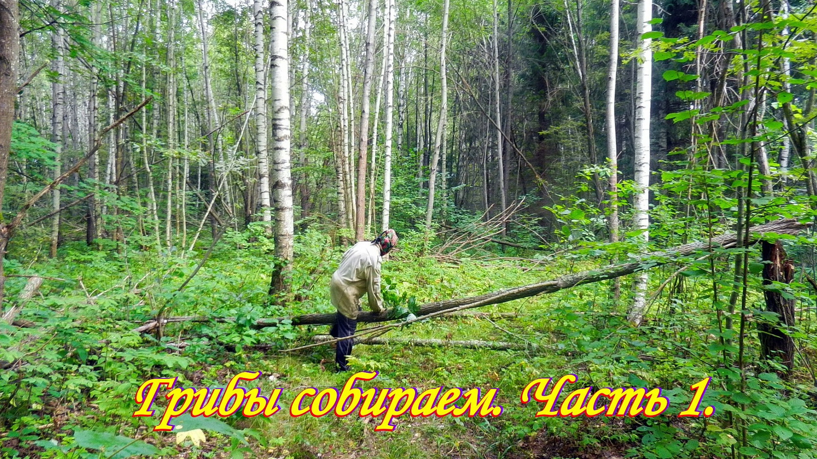 Первые грибы августа. 2.08.2022. Грибы собираем. Часть 1. смотреть онлайн
