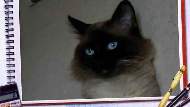 Эти глаза напротив смотреть онлайн