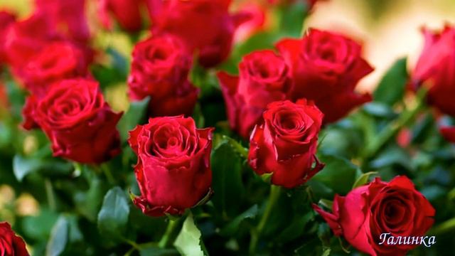 🌹🌹🌹 ЭТИ РОЗЫ ТОЛЬКО ДЛЯ ТЕБЯ🌹 АНДРЕЙ ШПЕХТ смотреть онлайн