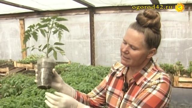 Горшки или ящики?