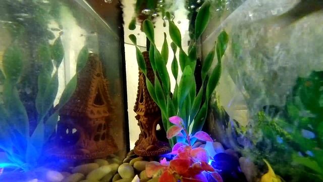 жизнь рыбок в аквариуме