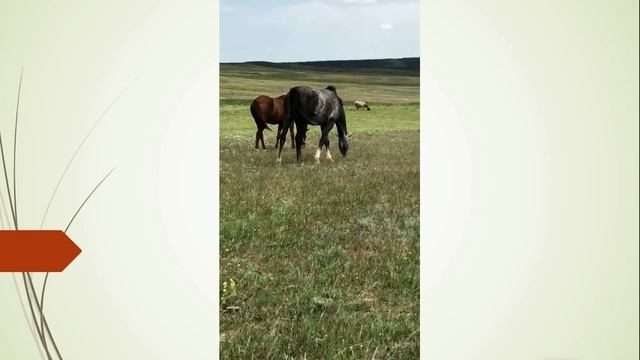 Потерял лошадей, нашёл через сутки. смотреть онлайн
