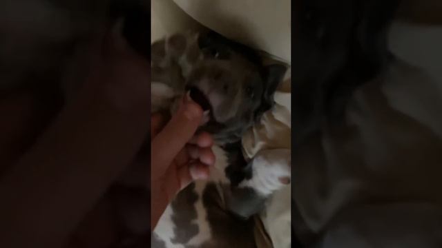 amstaff barbie [1] смотреть онлайн