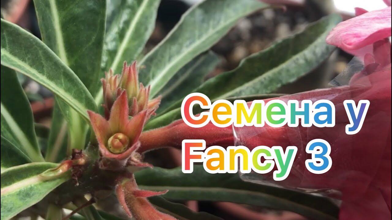 Адениум. Завязались семена на Fancy3 смотреть онлайн