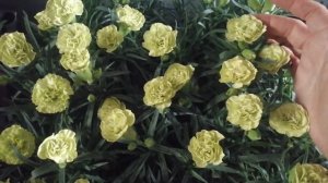 Гвоздика садовая: какие цвета приготовила  на рынок!