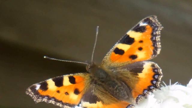Vlinders in de tuin смотреть онлайн