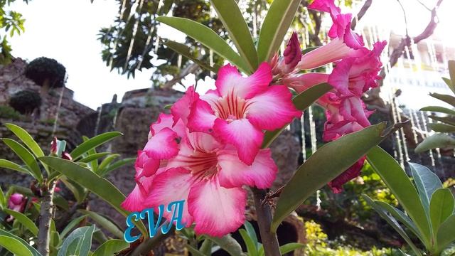 Про адениумы... слайды из Таиланда.Часть 2. смотреть онлайн