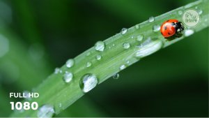 Звуки дождя | Легкий летний дождь в лесу | Звуки капель