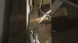 Стук двигателя (ремня)  Renault Logan