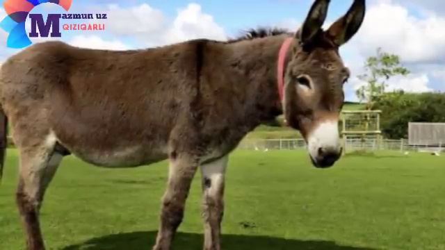 ЭШАК ВА ФОХИША смотреть онлайн