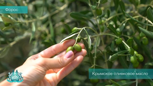 Ученые тестируют технологии получения оливкового масла – 6 ноября 2019 г. смотреть онлайн