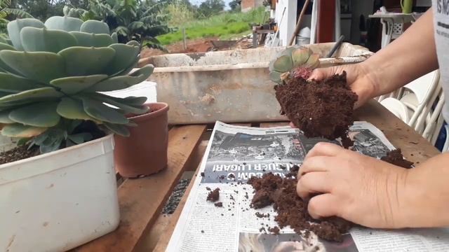 NÃO Decaptei a Echeveria Glauca mais dicas de cultivo смотреть онлайн