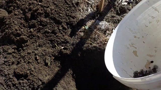 Орех Пекан смотреть онлайн