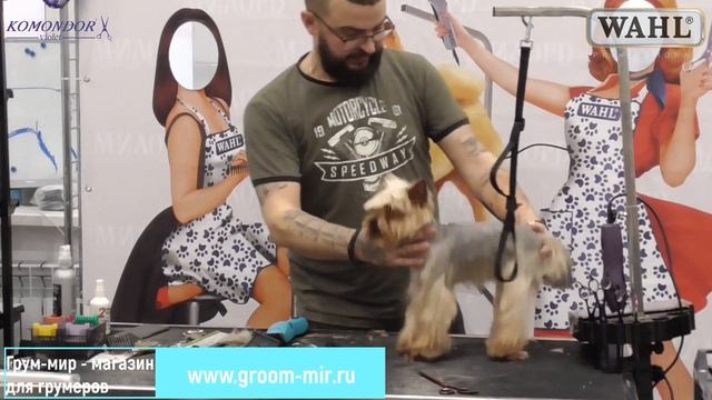 Стрижка йоркширского терьера. Роман Фомин. Мастер-класс по грумингу йорка смотреть онлайн