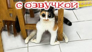 ПРИКОЛЫ С КОТАМИ - С ОЗВУЧКОЙ - Самые Смешные Животные - Смешное видео с котами!