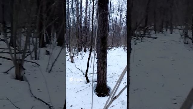 Дятел поработал смотреть онлайн