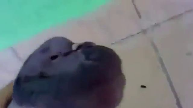 Голубь чётенько сдох смотреть онлайн