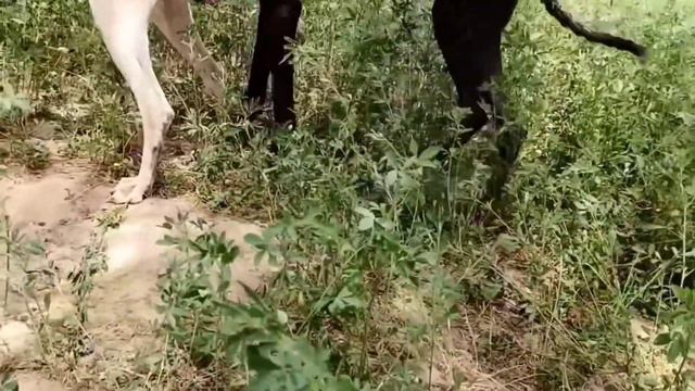 meeting dog and bitch to birth new puppiestry again and again смотреть онлайн