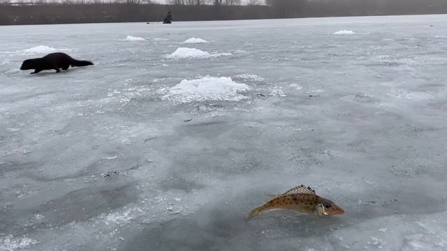 Кормим дикого зверька Норку на рыбалке зимой смотреть онлайн