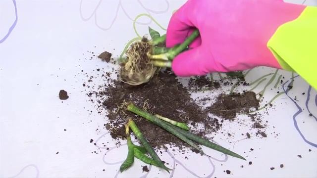 Sansevieria cylindrica "Wild" смотреть онлайн