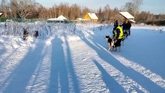 Костромская область Нея. Катание на собаках. смотреть онлайн