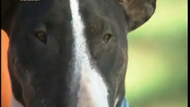 Все о собаках. Бультерьер смотреть онлайн