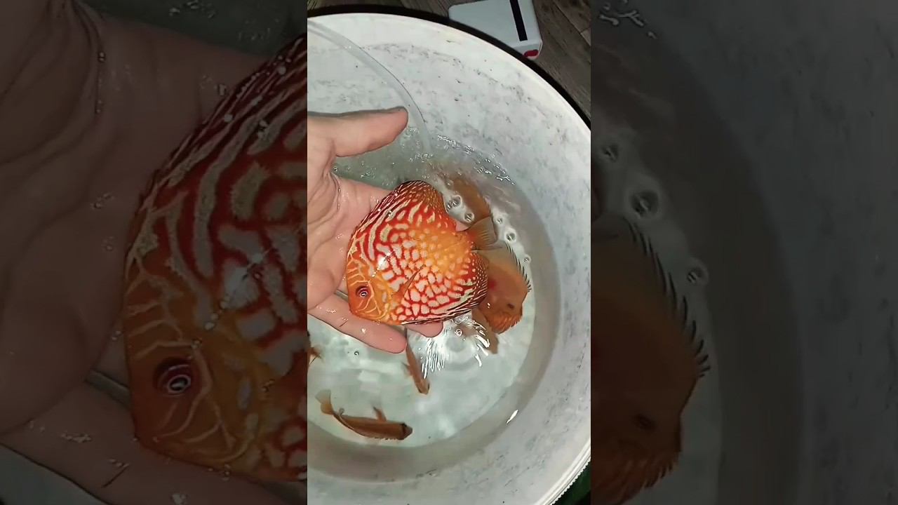 Стерлитамак. 2 дня в пути. Всё отлично #aquarium #аквариумныерыбки #discus #аквариум #дискусы смотреть онлайн