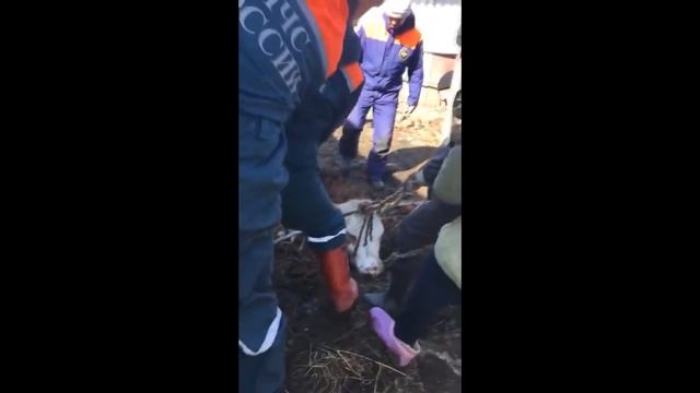 Спасение коровы из погреба смотреть онлайн