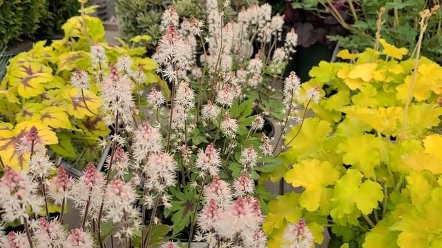 Tiarella 'Spring Symphony' (Foamflower) // Wonderful NATIVE, Ground Cover for Shady Sites смотреть онлайн