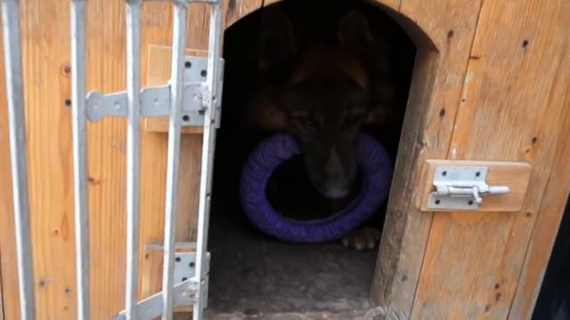 ОГРОМНЫЙ ДОЛЬФ! Кобель длинношерстной немецкой овчарки. смотреть онлайн