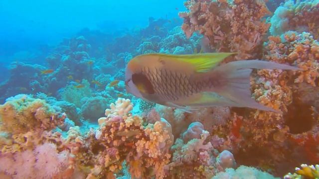 Underwater World of the Red sea. Diving. Красное море. Дайвинг. Музыка Сергея Чекалина "Плеск волн" смотреть онлайн