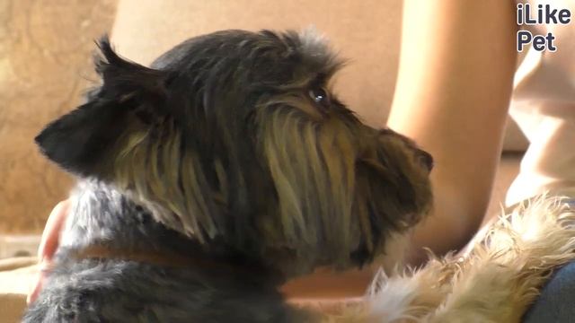 Чем кошки похожи на собак? смотреть онлайн