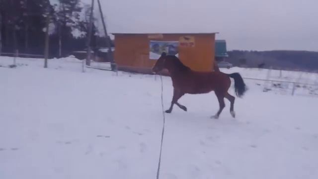 Теобальд, корда смотреть онлайн