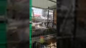 Куры породы Доминант и Родонит.