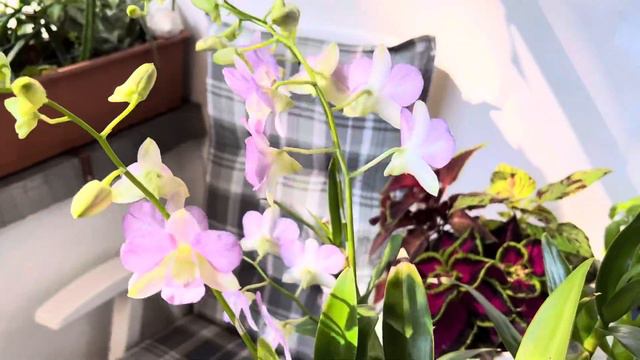 Dendrobium,Ruj çiçeği,Sanseveria#çiçeği#bakımı#vlog смотреть онлайн