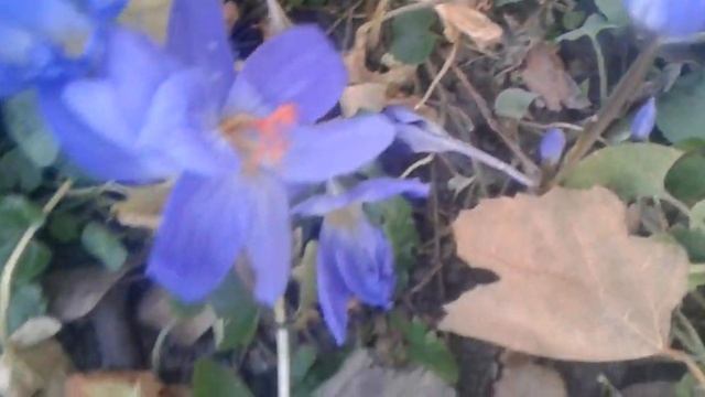 Цветет осенью голубой шафран посевной Blooming blue saffron sowing in autumn смотреть онлайн