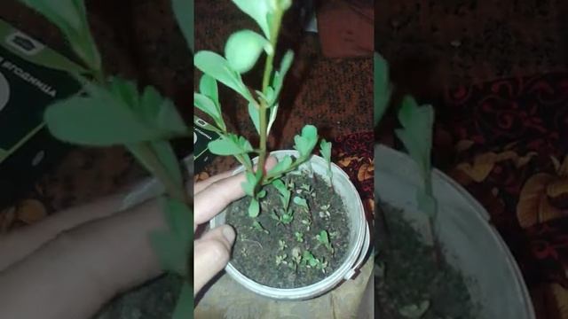 Семена черники. смотреть онлайн