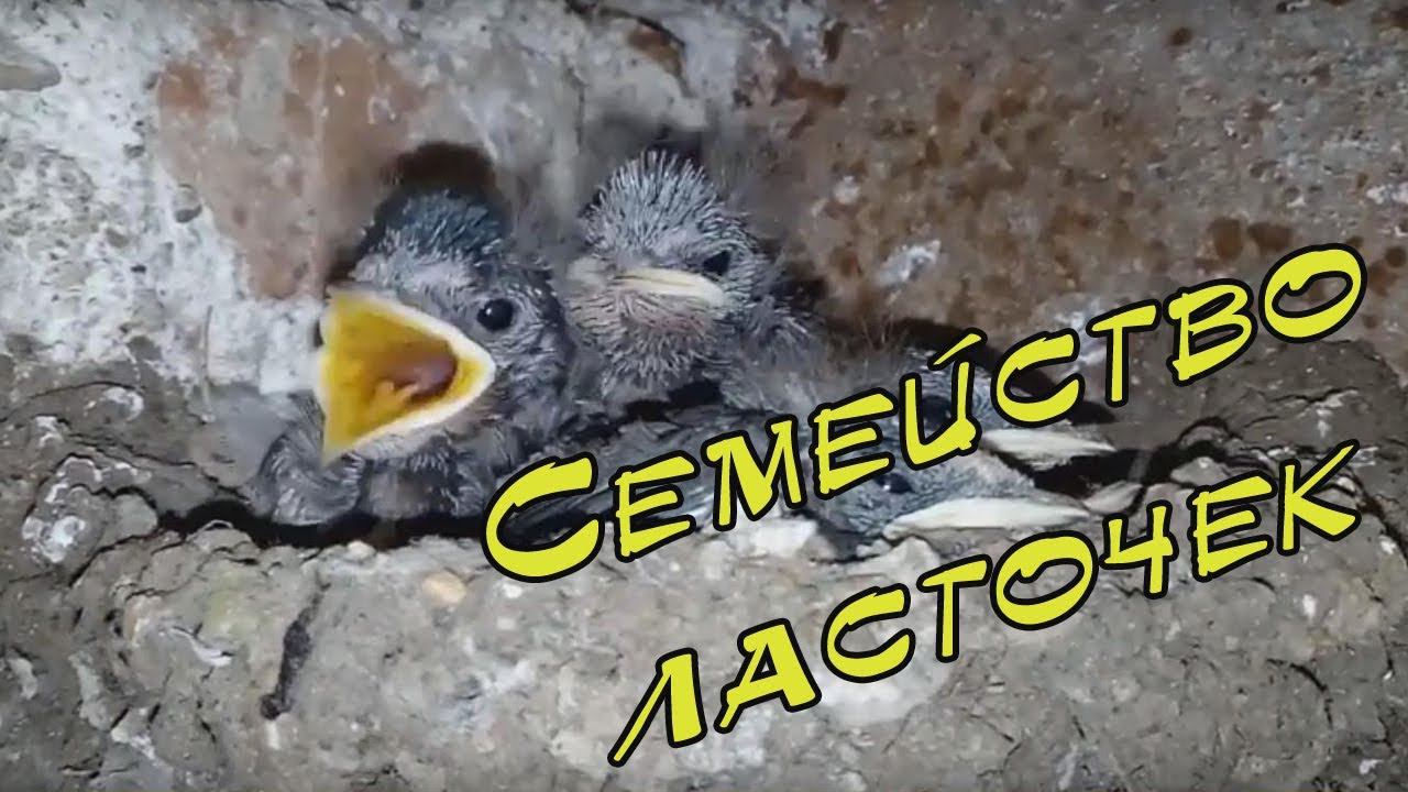 Семейство ласточек. Наблюдение в период с 1 мая по 13 июня. смотреть онлайн