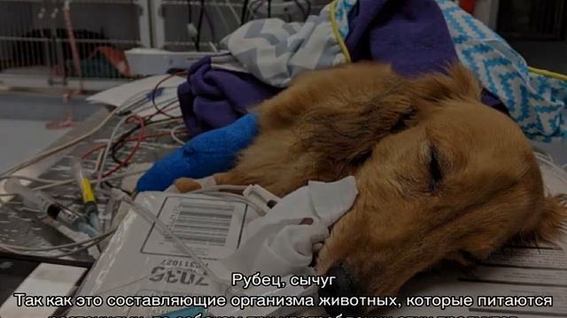 Можно ли собаке грибы, авокадо и прочие продукты смотреть онлайн