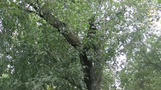 Опускаем старые деревья. смотреть онлайн