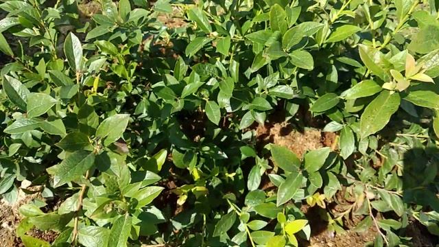 Фальшивая голубика!!! (какую яму готовить для голубики) смотреть онлайн