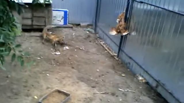 VID 20140630 070247 смотреть онлайн