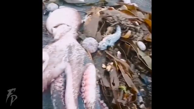 НАЗВАНА ПРИЧИНА ЭКОЛОГИЧЕСКОЙ КАТАСТРОФЫ НА КАМЧАТКЕ! Вы в это верите? смотреть онлайн