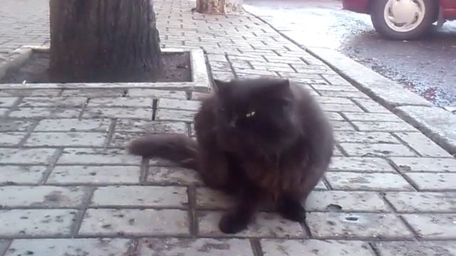 Интервью у Надменного кота!) смотреть онлайн