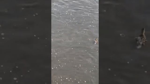 Мама видит все смотреть онлайн