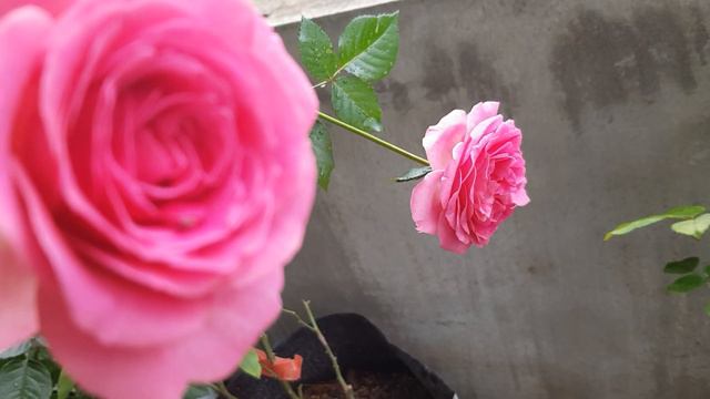 lafont rose смотреть онлайн