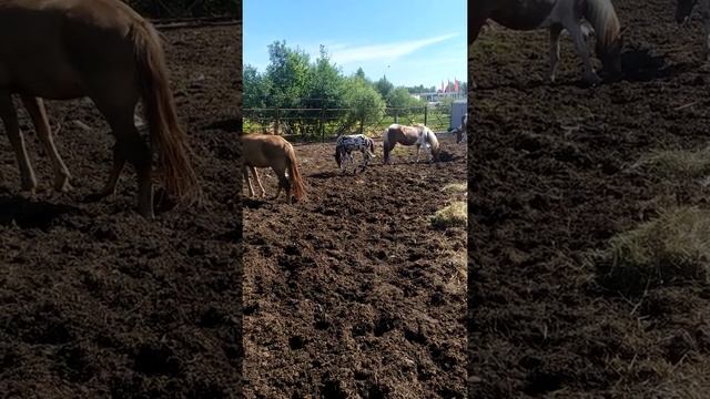 Необычный жеребёнок Ижмарин на прогулке, чубарый жеребенок / Appaloosa Horse смотреть онлайн